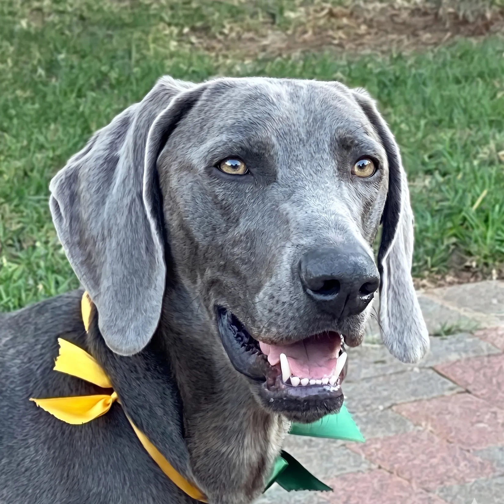 Cooper the Weimaraner