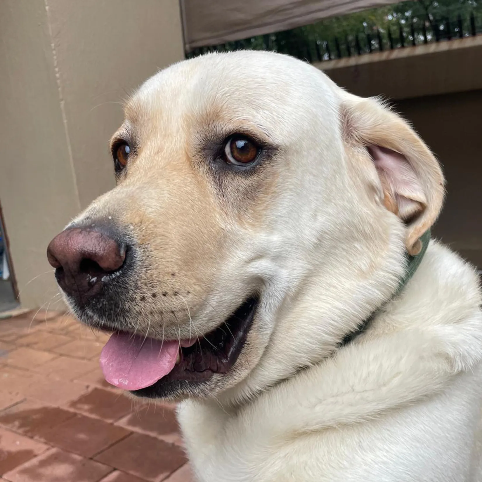 Leo the Labrador