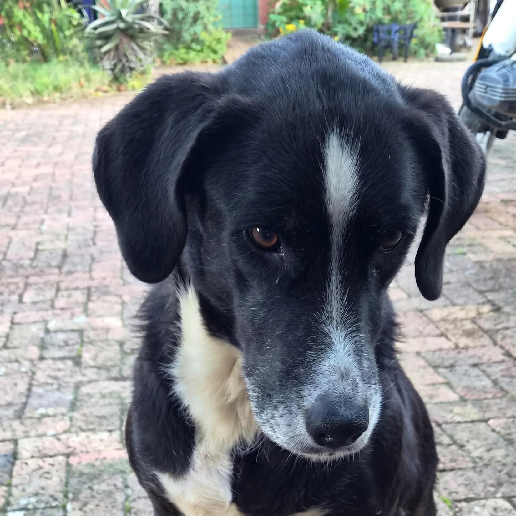 Phoebe the Weimaraner-Collie mix