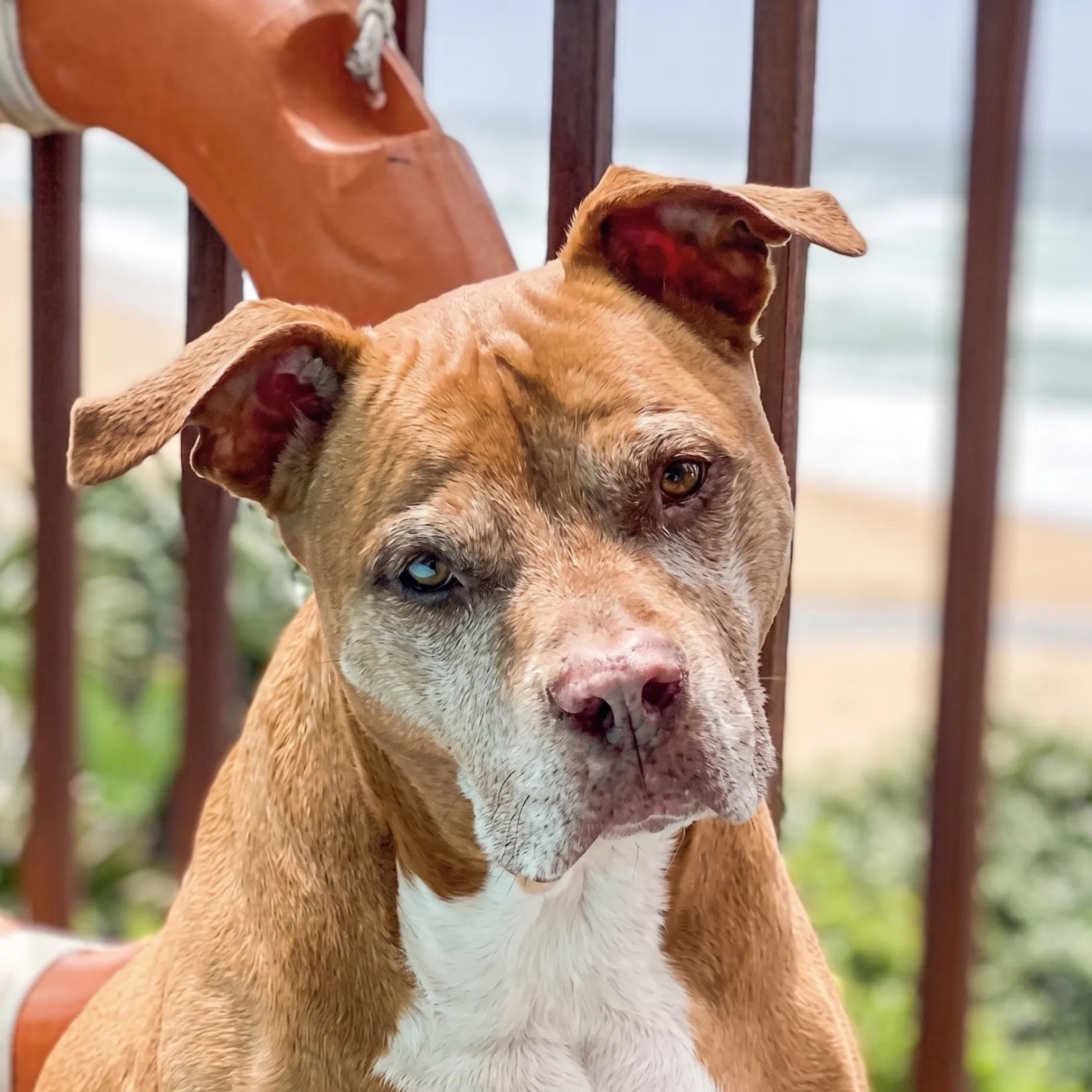 Raul the Pitbull