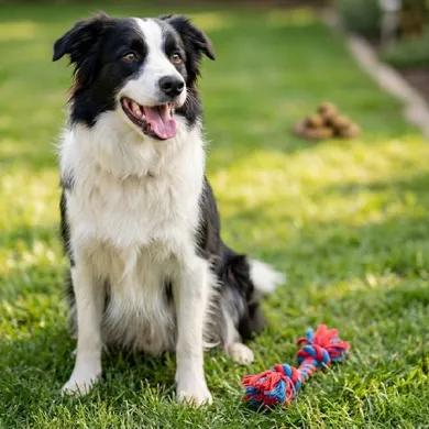 Pica / Coprophagia Support