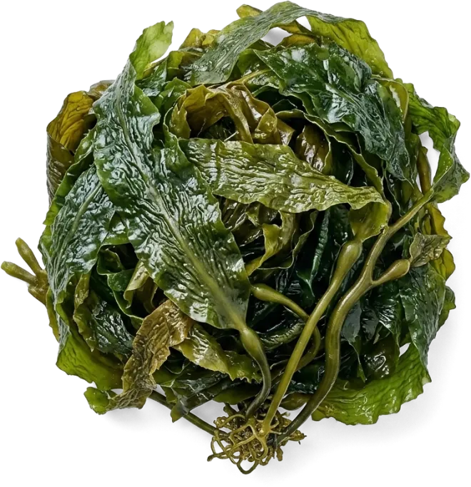 Kelp
