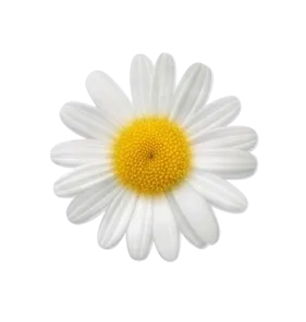 Chamomile