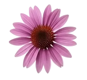 Echinacea